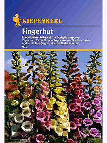 Digitalis purpurea Fingerhut Excelsior-Hybriden