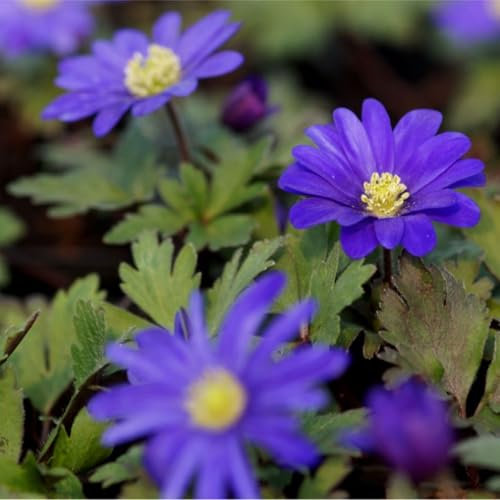 Blumixx Stauden Anemone blanda 'Blue Shades' - Strahlenanemone im 0,5 Liter Topf blau blühend