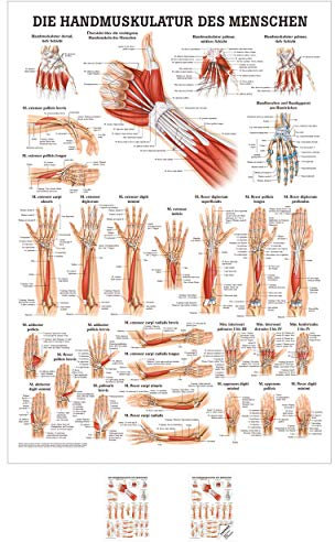 Sport-Tec Handmuskulatur Mini-Poster Anatomie 34x24 cm medizinische Lehrmittel