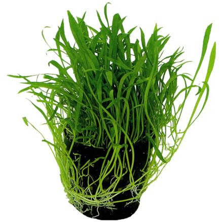 Aquafleur Lilaeopsis novea-zealandie - foreground aquarium plant