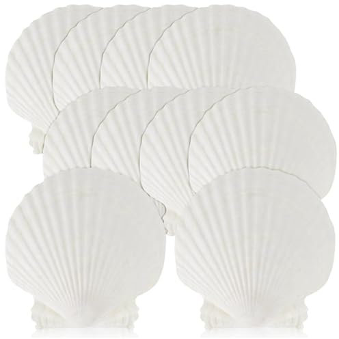 Qutsvosh 15 Stück Natürliche Muscheln, Groß, 10,2–11,9 cm Große Jakobsmuscheln zum Basteln, Servieren Von Speisen, Backen und Mehr, Einfach zu Verwenden
