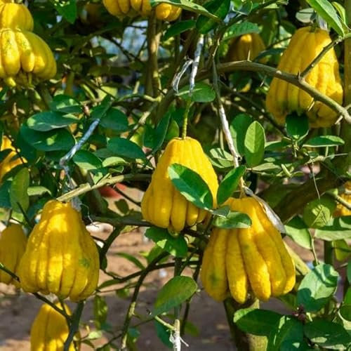 Buddhas Hand Zitrone – Exotische Zitruspflanze 140-180 cm C17 Citrus medica | Duftende Zitrone für Garten & Balkon