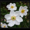Winterhart Zwiebeln, Winterhart Anemonen, Blumenzwiebeln MehrjäHrig, Duftende Blumen, Hoher Zierwert, Pflegeleichte Gartenbepflanzung Im Freien, Lange BlüTezeit-5bulbs-H