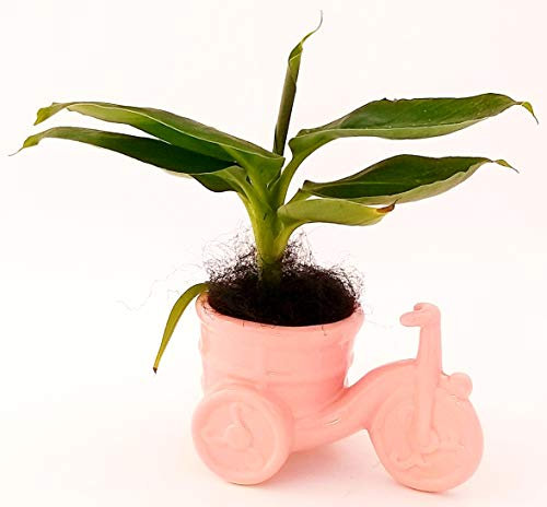 POWERS TO FLOWERS - BANANO, MINI PIANTA DEL BANANO IN VASO CERAMICA BICICLETTA, pianta vera