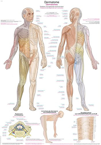LehrtafelDermatome, 70x100cm