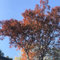200 Pcs Rotbuche Samen, Rotbuche Baum Balkonpflanzen Winterhart Mehrjährig, Samen Balkon, Fagus Sylvatica, Kletterpflanzen Winterhart Schnellwachsend Zimmerpflanzen Samen, Biosaatgut