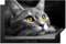 KitchenYeah© Protège Plaque Induction 80x52 cm Décoration Cuisine Protection Pour Plan De Travail Cuisson Protégé Chat - Gris - Animaux - Chat - 80x52 cm