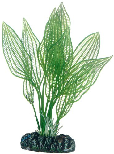 Hobby 51577 Aponogeton, 16 cm