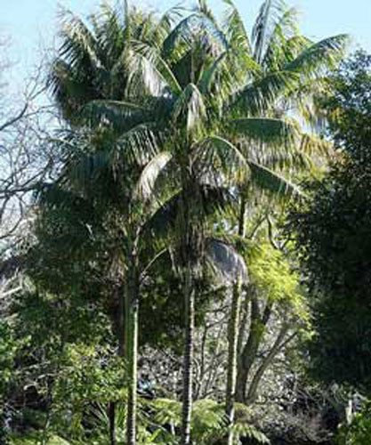 Seeds Howea forsteriana Paradise Palm 5 semi freschi