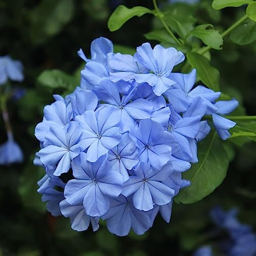 200 Pezzi Semi Di Phlox Perenni Fiori Regalo Perenni (Phlox Drummondii) Piante Di Phlox Semi Perenni Resistenti Piante Rare - Semi Esotici Regalo Per Gli Ospiti Di Semi Di Fiori Semi