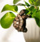Garden Mile Tortoise Garden Ornament Outdoor Plant Pot Hanger Weatherproof Mini Resin Animals Plant Pot Decorations Garden Ornaments Outdoor And Indoor For Planters Flower Pots