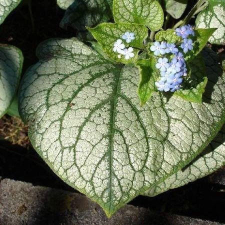 Brunnera macrophylla 'Jack Frost' – Winterhart, Mehrjährig, Pflegeleicht – Kaukasus-Vergissmeinnicht – Beetpflanze für Schatten & Unterpflanzung