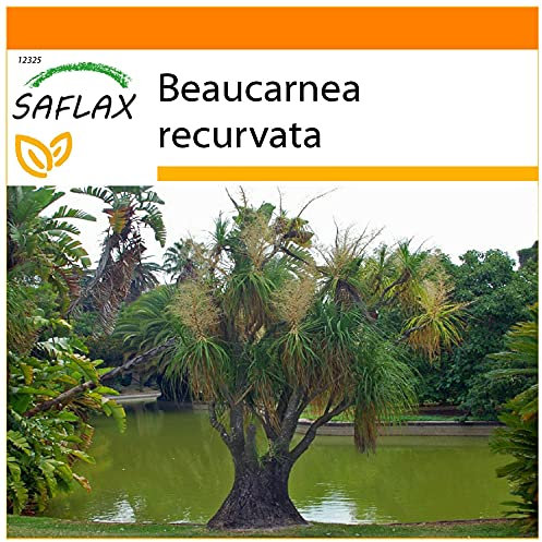SAFLAX - Garden in the Bag - Elefantenfuß/Flaschenbaum - 10 Samen - Mit Anzuchtsubstrat im praktischen, selbst aufstellenden Beutel - Beaucarnea recurvata