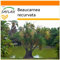 SAFLAX - Garden in the Bag - Elefantenfuß/Flaschenbaum - 10 Samen - Mit Anzuchtsubstrat im praktischen, selbst aufstellenden Beutel - Beaucarnea recurvata