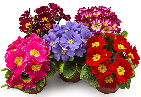 120 Stück primeln samen primel - Seltene Pflanzen serie - wildblumenmischung hochbeett zimmerpflanzen wildblumensamen mehrjährig winterhart blumen hochbeet balkon