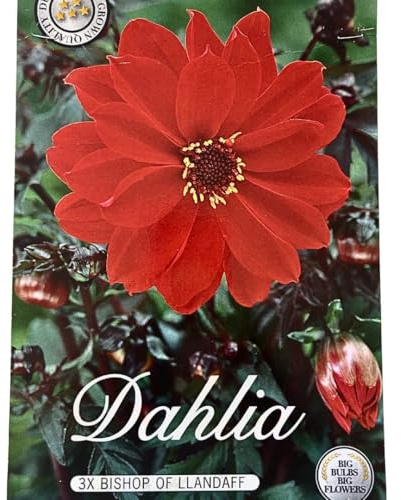Sommerblumen Dahlien Knollen Blumenzwiebeln Mix Dahlia Bunte Auswahl im Mix für Sommer Blume Knolle Blumezwiebel Set Bunte Blüten mehrjährig (3 x Dalien Bishop of Llandaff)