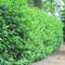 Gardline - Kirschlorbeer Novita 140-160 cm. 3-200 Pflanzen. Hecke: immergrün & blickdicht - 10 St. (ca. 5 Meter)