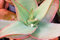 ALOE STRIATA Korallen exotischen Garten saftig seltene Kakteen Wüstenpflanze Samen 10 Samen