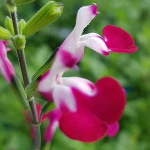 Salvia ‘Cherry Lips’- Salvia That is Ready to Plant Out- Comes Back Every Year (Hardy) - Flowers from Summer to Autumn- Loved by Bees (Middleton Nurseries) (P9(9cm Pot))