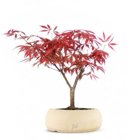 Acero Rosso Giapponese Altezza 30 cm, Pianta Vera, Bonsai- posizionare all'Esterno in una Zona Luminosa, Vaso Artigianale in Terracotta - Bianco