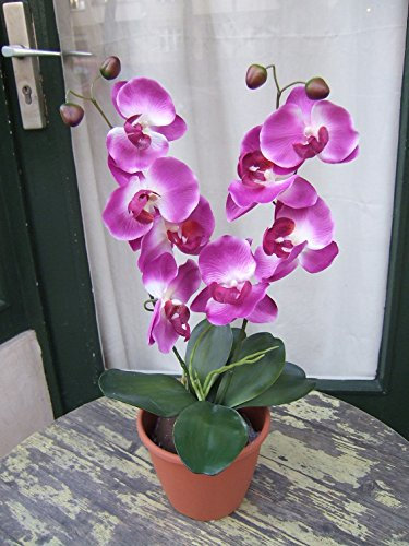 Licht & Grün Künstliche Orchidee mit 2 violetten Blüten Höhe ca. 50cm im Topf