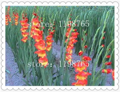 Kalash Neue 100 PCS Frische Gladiolen Blumensamen für die Gartenarbeit Gelb Rot 1