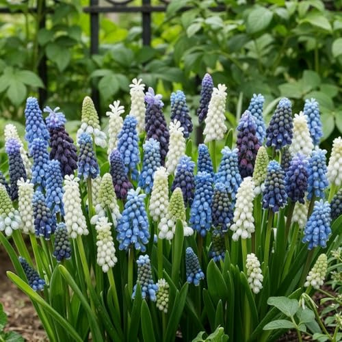 Muscari Traubenhyazinthen 100 Zwiebeln Winterhart Mehrjährig Mix | Blaue Frühblüher aus Holland, Sortenmischung für Garten, Beet, Rasen, Topf und Balkon, keine Samen