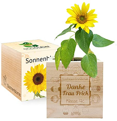 Gravierter EcoCube für Lehrer(in) (Sonnenblume)
