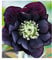 BALDUR Garten Gefüllte Christrose Black Swan 1 Pflanze, Helleborus Niger, winterharte Staude, mehrjährig, bienenfreundlich, für Standort im Schatten geeignet