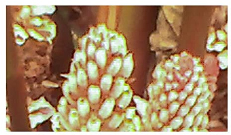 Stk - 10x Amomum kingii Kings Ingwer Garten Pflanzen - Samen ID461 - Seeds & Plants Shop by Ipsa