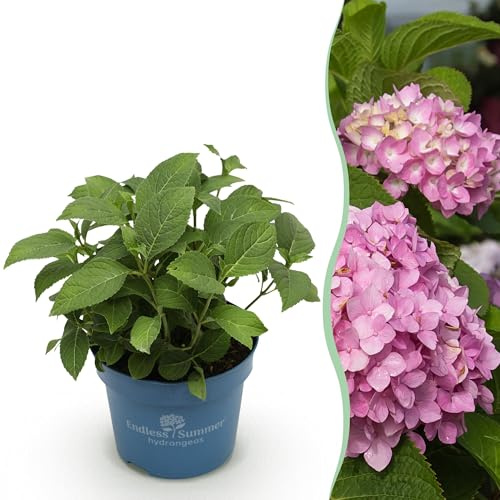 Hydrangea Endles Summer The Original Pink - Hortensie - Winterhart - Rosa - 20-25cm - Ø14cm - Gartenpflanze