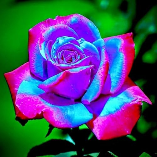 Lieblich MehrjäHrige Rosenpflanzen, Rosenrhizom In GroßPackungen, Fachgerecht Gepflanzt, GartenverschöNerung, Rosa-2 Rhizom-I