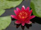 Eine rotblühende Seerose für den Teich, Teichpflanzen, Wasserpflanze