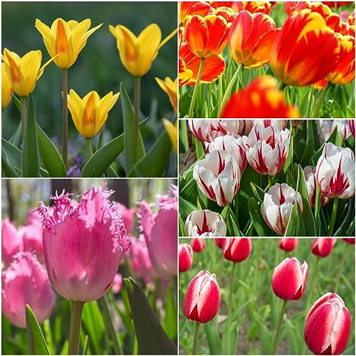 15 pcs tulpenzwiebeln bio - balkon deko winterfeste pflanzen für kübel tulpenzwiebel,tulpen zwiebeln winterhart mehrjährig, ausgefallene geschenke blumendeko garden frühlingsblüher