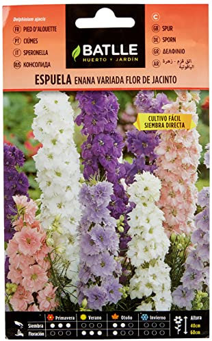 Semillas Batlle Espuela - ENANA - flor de jacinto