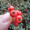 20 pz semi di piante di agazzino, piante in vaso di frutta fresca resistenti all'esterno, Pyracantha fortuneana, Acquista alberi bonsai pianta in vaso di alberi da frutto nani semi