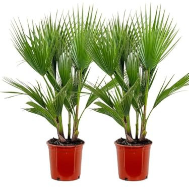 1 pianta di Palma messicana Washingtonia robusta in vaso ø24 cm h. 80/100 cm Vivaio di Castelletto