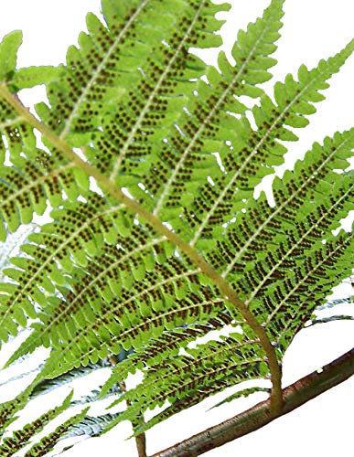 Australischer-Baumfarn -dicksonia antarctica- 25 Samen/Sporen ''Frostfest bis minus 10 Grad''