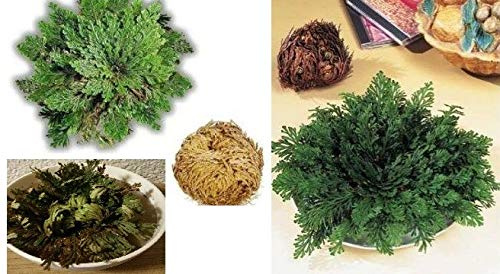 Portal Cool 1 X La Rose de Jéricho Unglaubliche - Table Douce - Unique R55