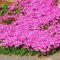 Luojuny Felsenkresse-Samen, 500 Stück/Beutel, Felsenkresse-Samen, einfach zu züchtende Bodendecker-Blumen, mehrfarbige Grasland-Pflanzensamen für Rasen Rosa