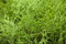 Thuja occidentalis 'Tiny Tim' 15-20 cm - Kugel-Lebensbaum, kompakt und immergrün, ideal für Kübel und Beete, pflegeleicht und winterhart