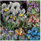 NVNJHJN.Iris bulbos.Iris versicolor.Iris flores.Flores perennes.Planta perenne, resistente y de hoja perenne. -6 bulbos-A