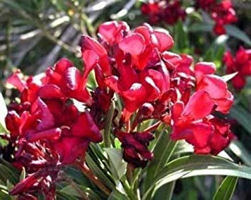 vegherb Nerium Oleander Hardy Red 10 Samen