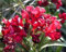 vegherb Nerium Oleander Hardy Red 10 Samen