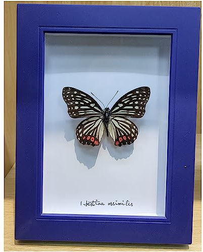 Véritable papillon taxidermie – Décoration murale encadrée – Taxidermie naturelle montée sous verre (nymphe veine noire)