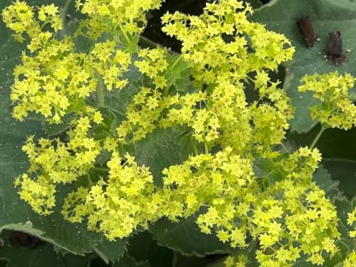 WEICHER FRAUENMANTEL - Alchemilla mollis 50+ Samen - krautige Pflanze Z 196