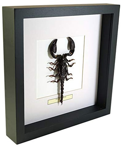 Heterometrus spinifer – Scorpion de la forêt géante - Vrai Insect de taxidermie monté sous Verre dans Un Cadre Fait Main en Bois Noir