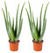 2x Aloe Vera Barbadensis - Pianta succulenta - Facile da mantenere - ⌀12 cm - 35-40 cm