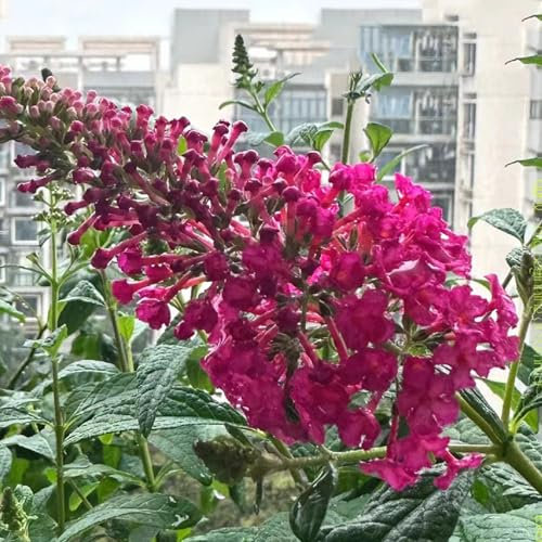 250 Pcs Schmetterlingsflieder Winterhart Samen - Buddleia Dreifarbiger - Seltene Pflanzen, Wohnzimmer Deko Schmetterlingsbaum Samen, Kletterpflanzen Winterhart, Bio Saatgut Bienenweide