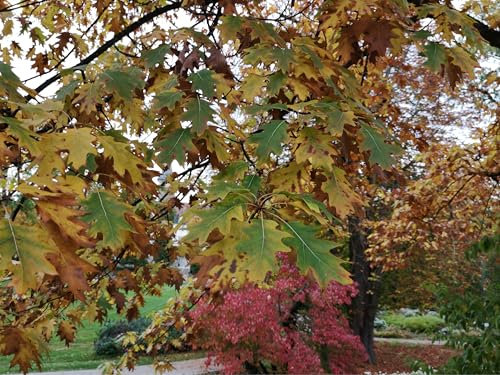 Roteiche Eiche Samen (Quercus rubra) – keimfähige Eicheln aus Deutschland | hochwertiges Saatgut für robuste, schnell wachsende Bäume | ideal für Garten, Aufforstung